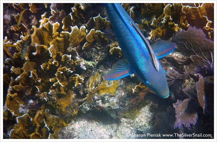 john pennekamp coral reef snorkel